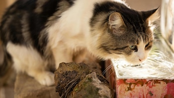 Los consejos de un veterinario para que tu gato beba más agua este verano