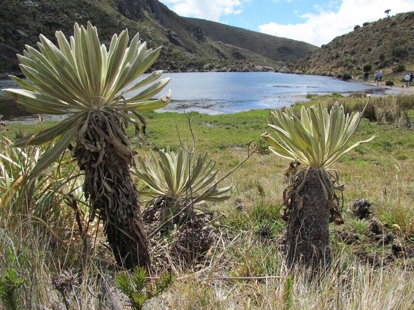 Los páramos son fuentes de agua que se deben cuidar de la mejor forma, y con estas acciones lo que se hace es debilitarlos - crédito Colprensa