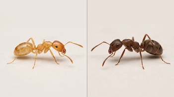 Imagen dividida en dos secciones que muestra una hormiga de cuerpo claro a la izquierda y una hormiga de color marrón oscuro a la derecha.