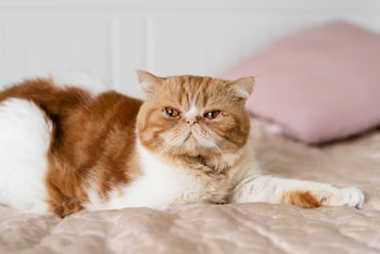 Un gato de pelaje anaranjado y blanco de cara chata acostado sobre una superficie acolchada beige