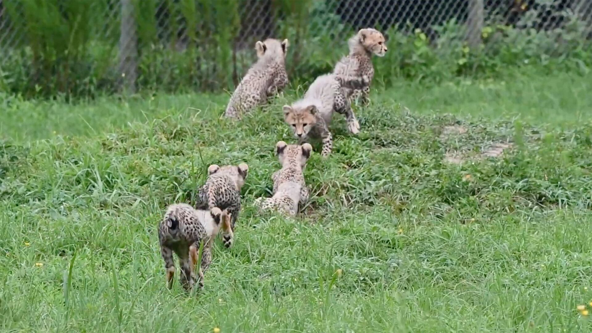 El Zoológico de Richmond suma 167 guepardos nacidos desde 2013, consolidando su liderazgo en cría gestionada