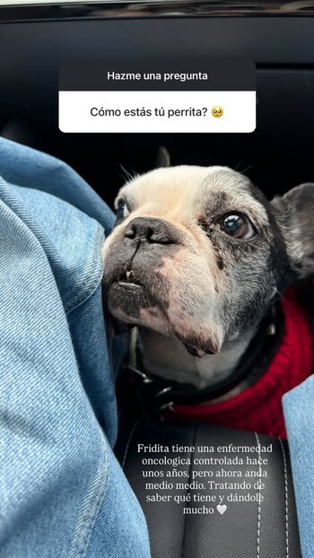 La salud de su perro