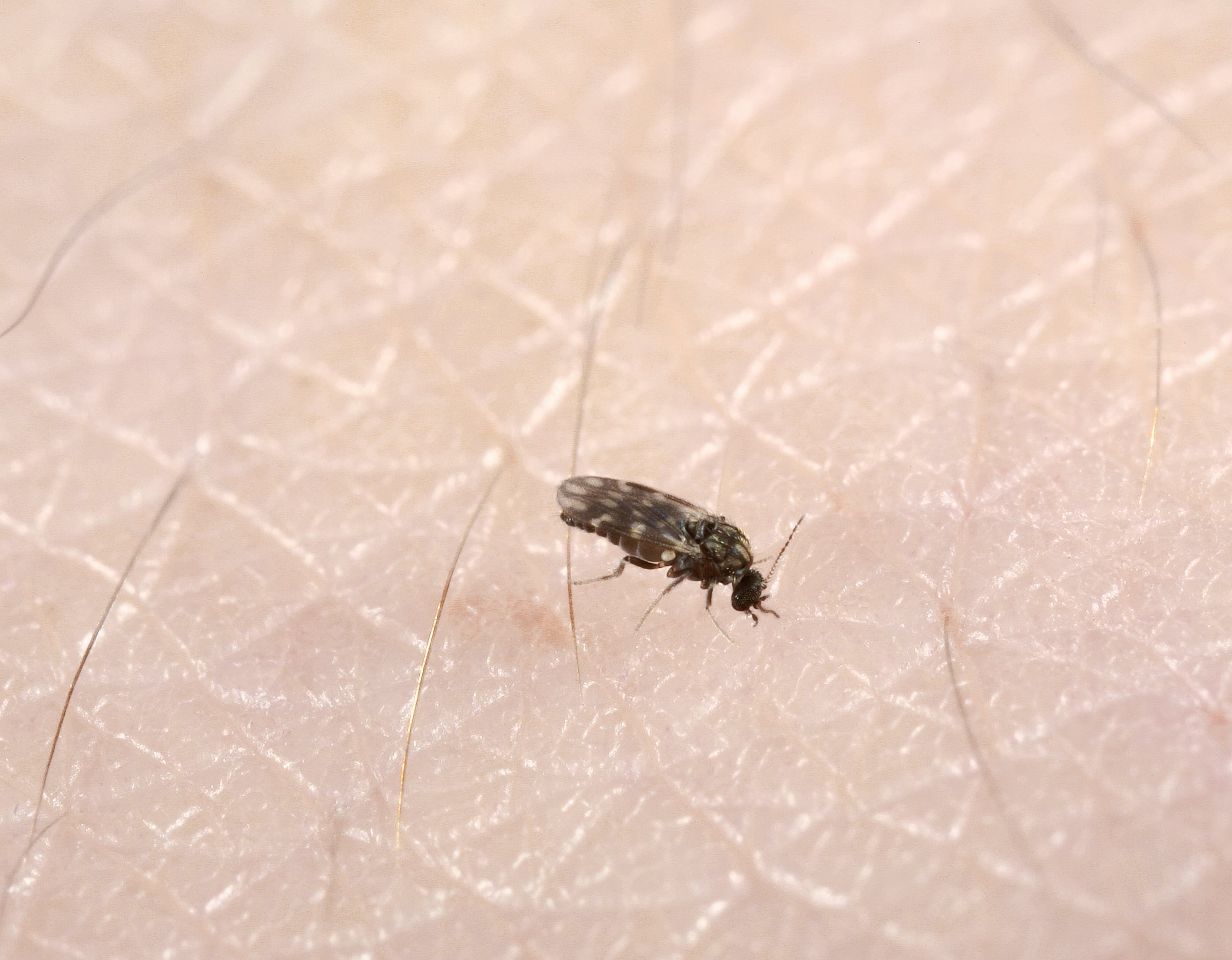 Los culicoides miden entre 1 y 3 milímetros y son considerados los principales vectores del virus Shamonda, que afecta sobre todo a bovinos y otros animales de producción (Wikimedia Commons)
