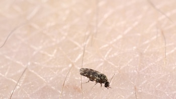 No pican como los mosquitos, sino que cortan la piel: cómo actúan los culicoides, los insectos señalados como vectores del virus Shamonda