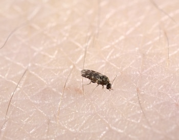 Los culicoides miden entre 1 y 3 milímetros y son considerados los principales vectores del virus Shamonda, que afecta sobre todo a bovinos y otros animales de producción (Infobae)