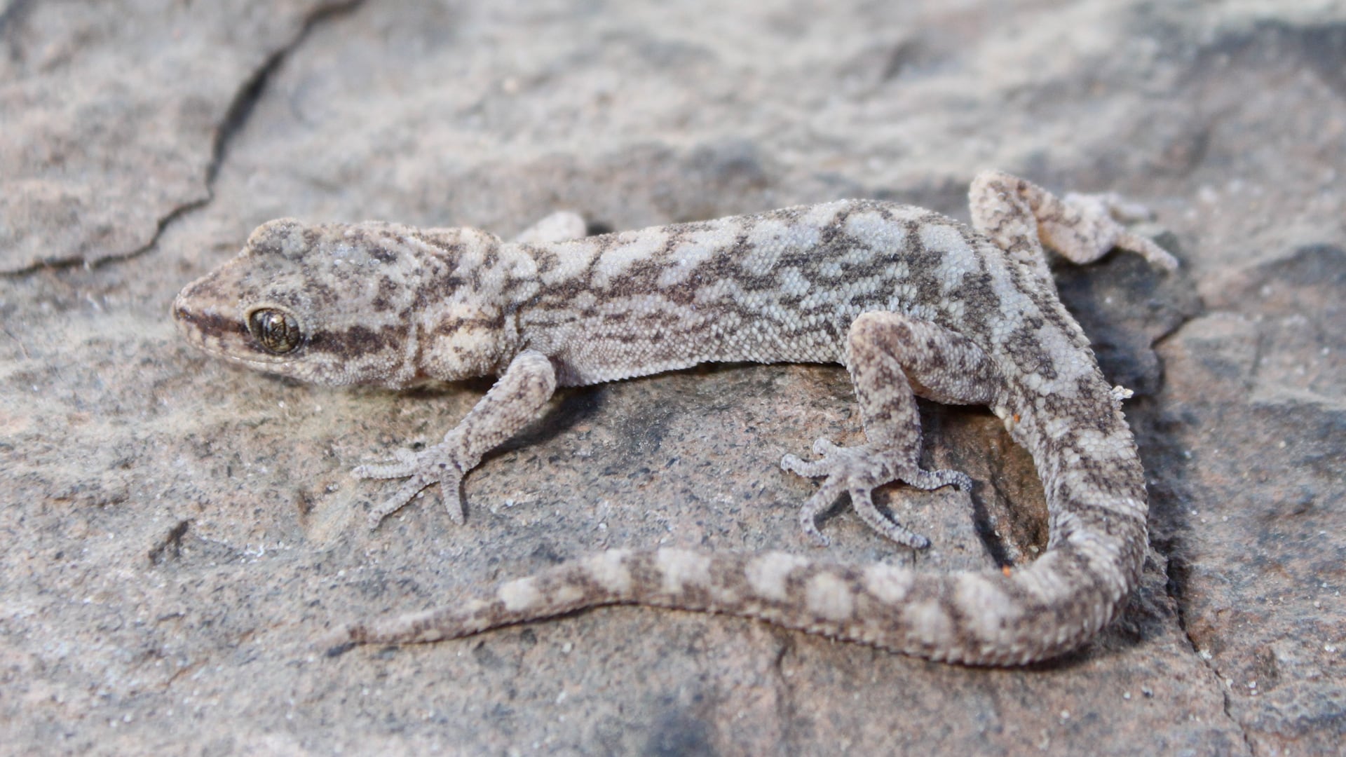 El descubrimiento de Homonota chelemini confirma la riqueza biológica poco explorada del Distrito Diaguita como punto caliente de biodiversidad (IPEEC/CONICET)