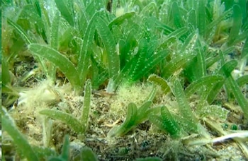Halophila stipulacea