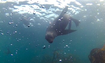 ARCHIVO - Los lobos marinos