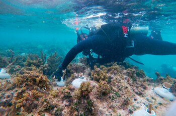 Los arrecifes de la costa