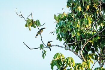 Araçari orejicastaño en Palora-Pastaza, un