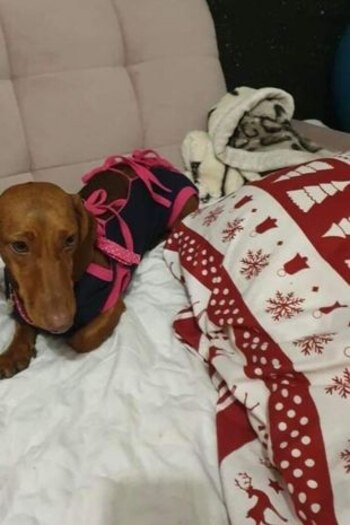 Manejó hasta Ucrania para rescatar a un cachorro y se lo robaron 2 días después en el Reino Unido