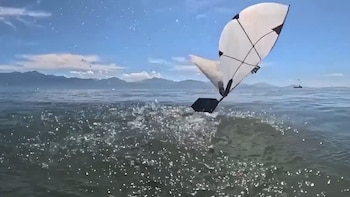 Crean un robot que puede volar y nadar como un ave buceadora: el método para explorar ecosistemas oceánicos