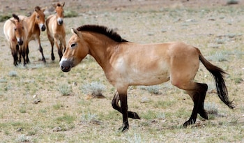 El caballo de Przewalski es