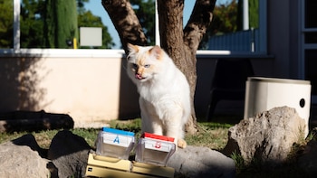 Estos catadores tienen cuatro patas y un paladar muy exquisito