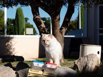 NYTSELECTS – A cat tests different types of cat food at the Royal Canin research center in Aimargues, France, on Sept. 15, 2026. The pet food maker Royal Canin, owned by Mars, is pouring money into research to understand the palates of cats and dogs. (Mathias Depardon/The New York Times)