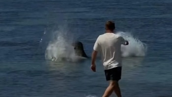Turista estadounidense lanza una piedra a la foca monje “Lani” y enfrenta investigación federal