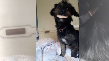 Milo, el perrito robadentaduras que