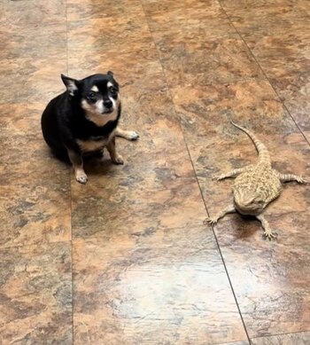 La dinámica entre una perrita