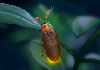 Escarabajo con antenas ramificadas y abdomen brillante posado sobre una hoja verde, con fondo oscuro y otras hojas borrosas