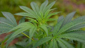 La mujer fue detenida en