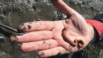 Un estudio revela que un gusano transforma la función de sus células durante la metamorfosis