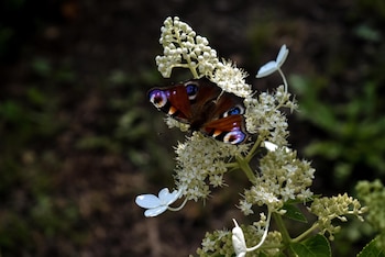 Las diferencias de respuesta animal