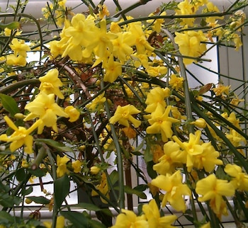 El jazmín de invierno resiste