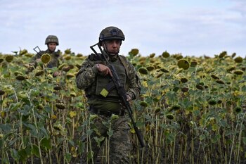 Militares ucranianos caminan entre girasoles,