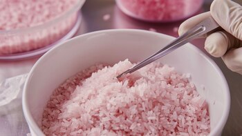 Un estudio de la Universidad de Arkansas, Estados Unidos, determinó que las variedades de arroz INTA generaron una ganancia genética de 59 kg/ha/año en rendimiento agrícola (Imagen Ilustrativa Infobae)