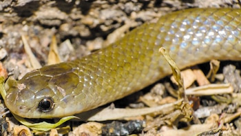 Descubren en México un nuevo