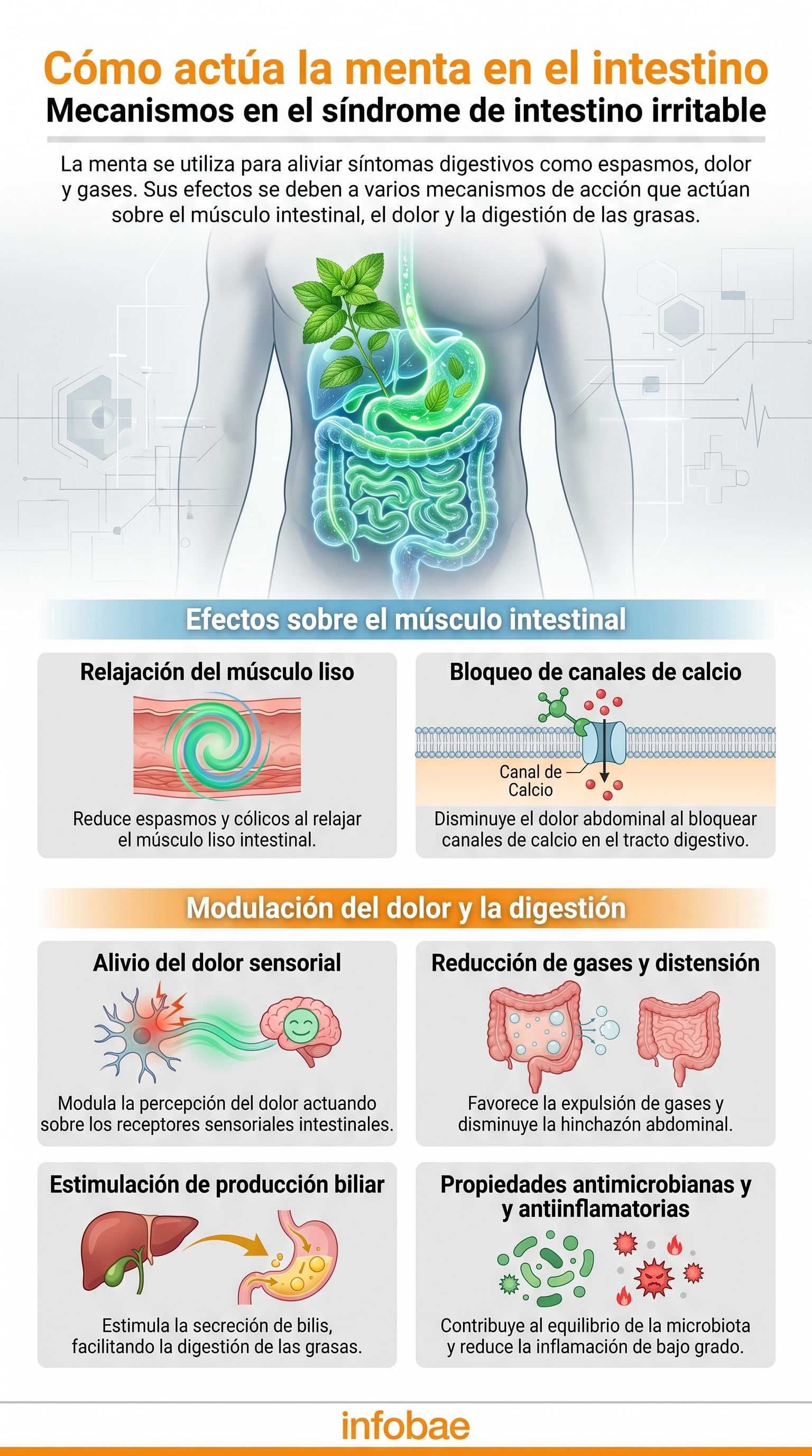 Mecanismos de acción de la menta en el síndrome de intestino irritable. (Imagen Ilustrativa Infobae)