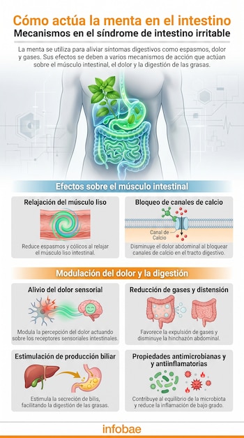 Infografía con un cuerpo humano y el sistema digestivo superpuesto con una planta de menta, junto a seis recuadros con gráficos sobre sus efectos en el intestino.