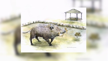 La isla de los conejos de Japón esconde un desequilibrio ecológico que ya involucra a los jabalíes