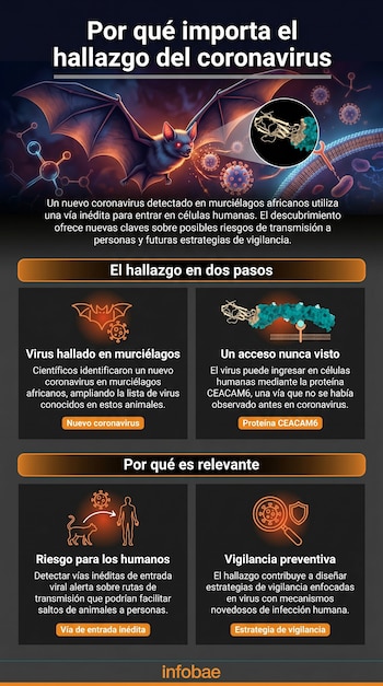 Infografía con fondo oscuro que presenta un murciélago, una ilustración de proteína viral y diagramas celulares. Explica el hallazgo de un coronavirus y su relevancia.