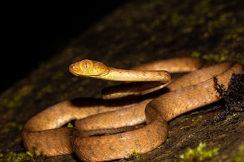 “La Imantodes inornatus la hallamos