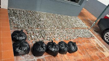 Parte de las drogas incautadas