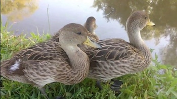 Los patos también pueden ser