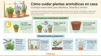 Infografía con título y texto sobre cómo cuidar plantas aromáticas en casa, junto con siete ilustraciones de los pasos para su mantenimiento.