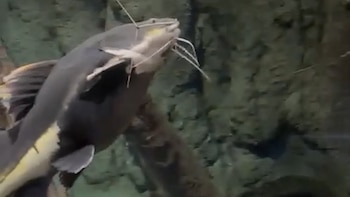 Crió a un pez hasta que lo tuvo que dejar en un acuario y varios años después lo sorprendió