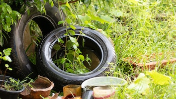 De acuerdo con la Organización