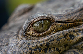 Los cocodrilos, entre ellos el cocodrilo americano, son especies protegidas por el Estado panameño. (MiAmbiente)
