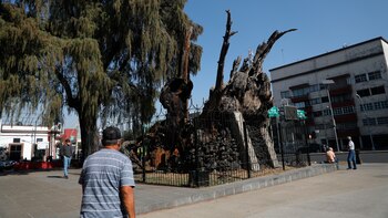 Quais são as árvores mais