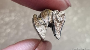 El hallazgo en Renaico revela que capibaras prehistóricos habitaron Chile hace 4,5 millones de años (Martín Chávez/Jorge Campos)