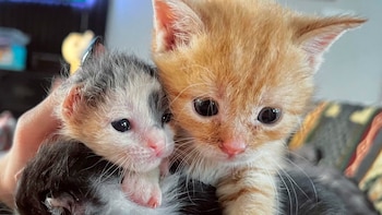 La camada de felinos logró