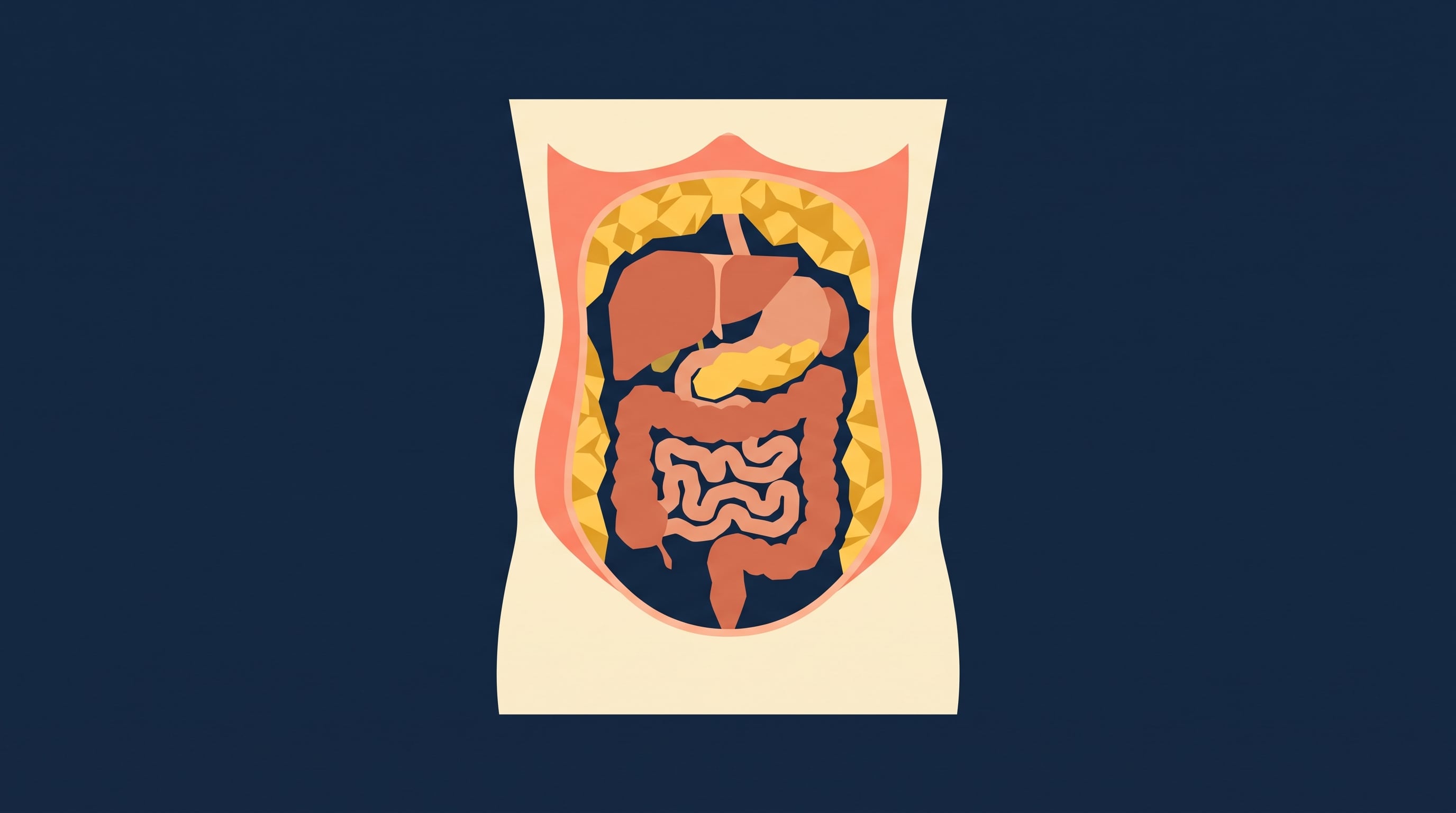 Un corte esquemático del torso humano ilustra la ubicación de la grasa subcutánea bajo la piel y de la grasa visceral alrededor de los órganos abdominales. (Imagen Ilustrativa Infobae)