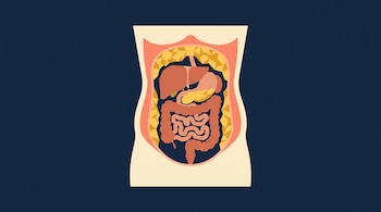 Ilustración geométrica del abdomen humano con órganos internos en tonos terracota y depósitos amarillos sobre un fondo azul oscuro.