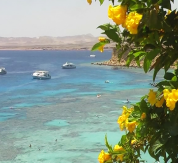 Los corales en las costas