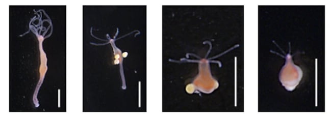 Las bajas temperaturas activan la reproducción sexual y el envejecimiento de la Hydra oligactis, según una investigación de la Universidad de Innsbruck (Gentileza, estudio: Firmas metabólicas del envejecimiento y la gametogénesis en Hydra oligactis, publicado en Aging Cell)