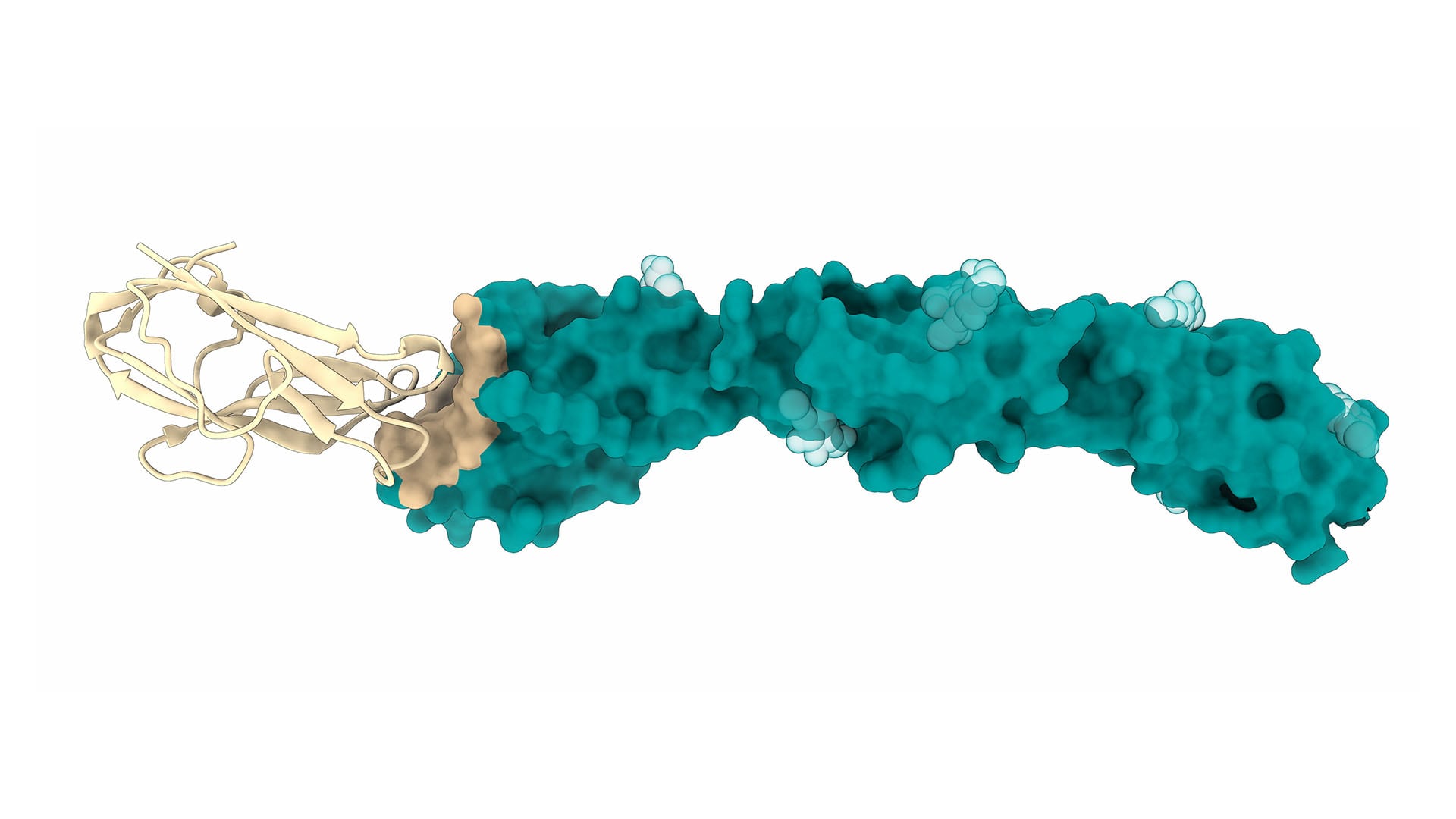 El nuevo coronavirus CcCoV-KY43 fue aislado en murciélagos en Kenia y mostró capacidad para infectar células humanas mediante un receptor inédito (Universidad de Cambridge)