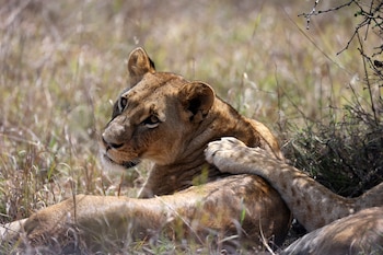 Los ‘ecolodges’ en Sudáfrica ofrecen